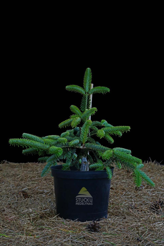 Kėnis graikinis ‘Meyer’s Dwarf’ (Abies cephalonica)