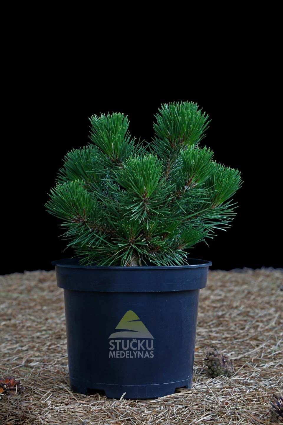 Pušis juodoji 'Nana' (Pinus nigra)
