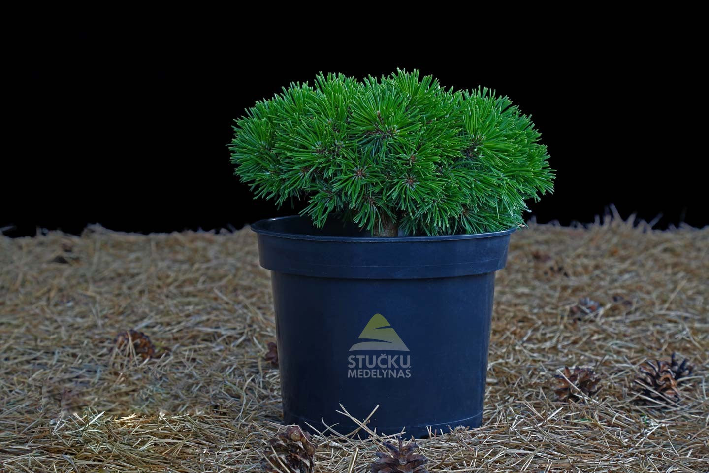 Pušis kalninė 'Nerost' (Pinus mugo)