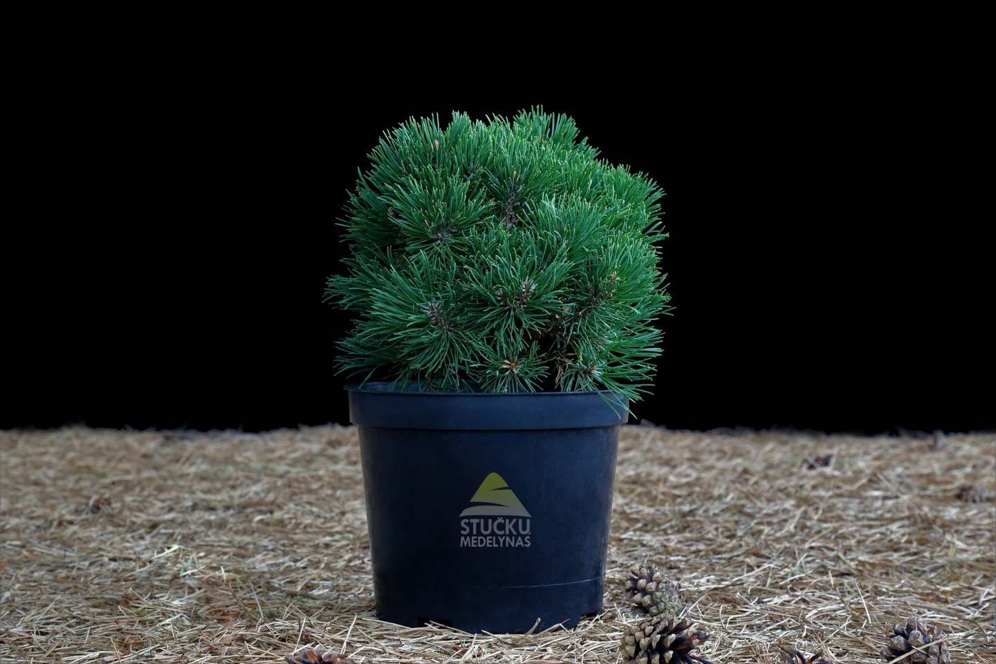 Pušis kalninė 'Ofenpass' (Pinus mugo)