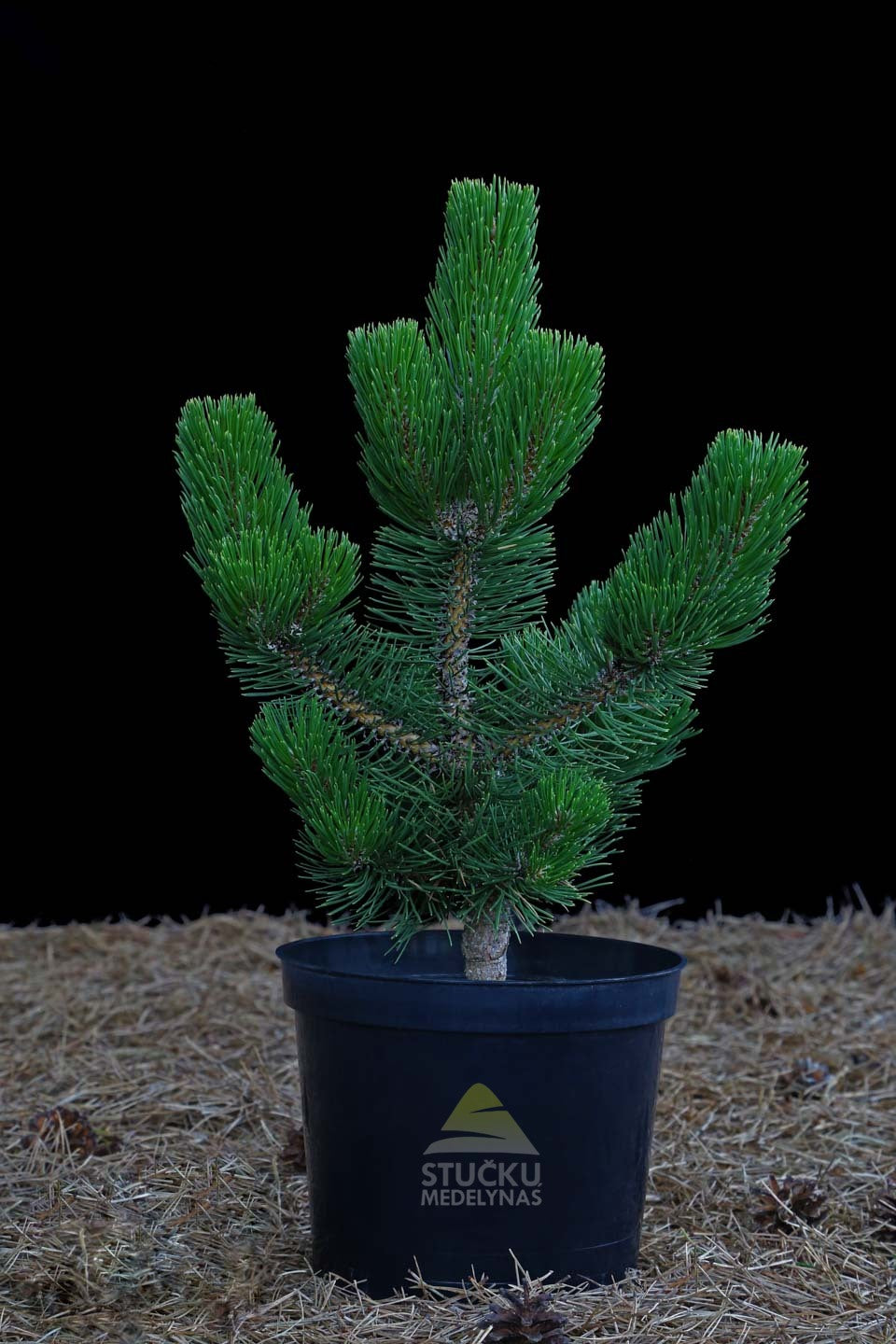 Pušis juodoji 'Oregon Green' (Pinus nigra)