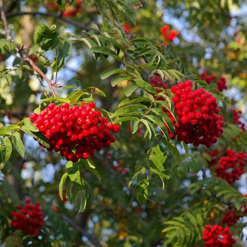 Šermukšnis Paprastasis (Sorbus aucuparia)