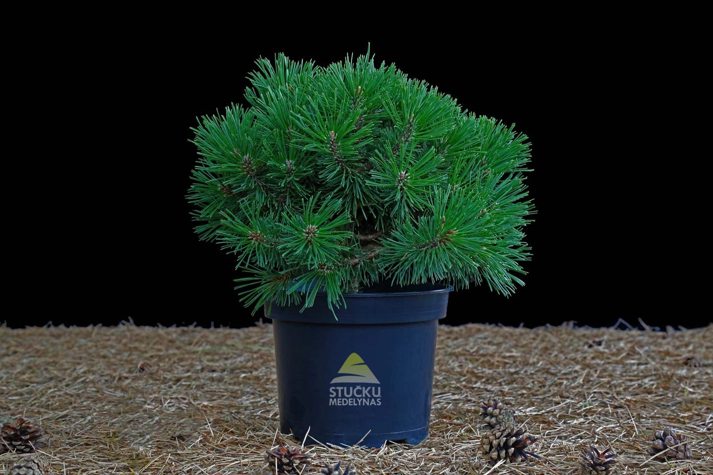 Pušis kablelinė 'Paradekissen' (Pinus uncinata)