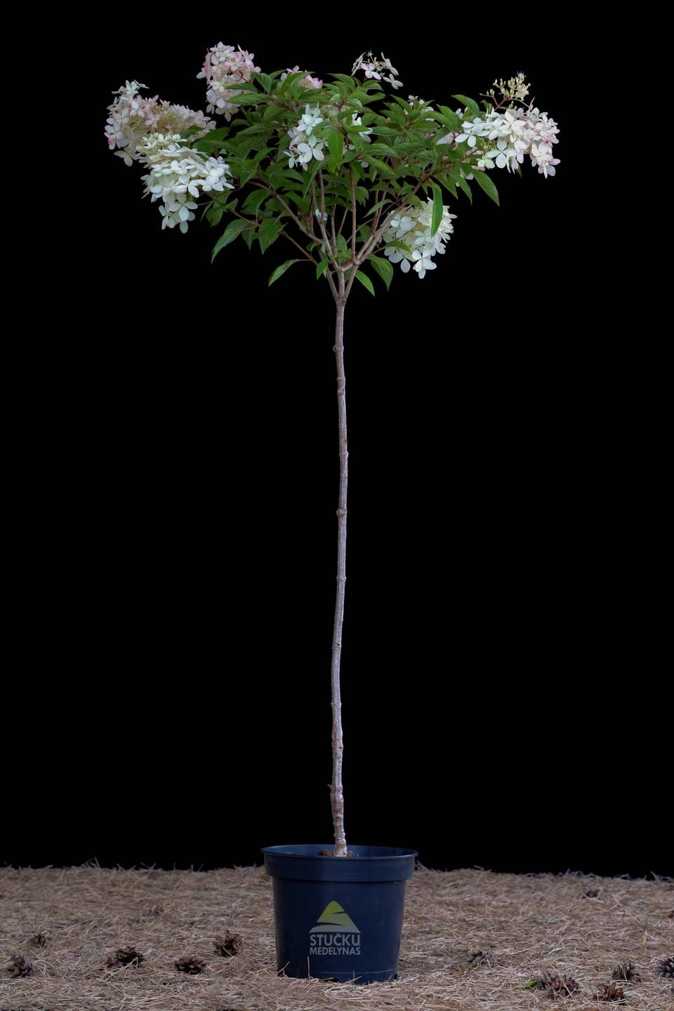 Hortenzija šluotelinė 'Phantom' (Hydrangea paniculata)