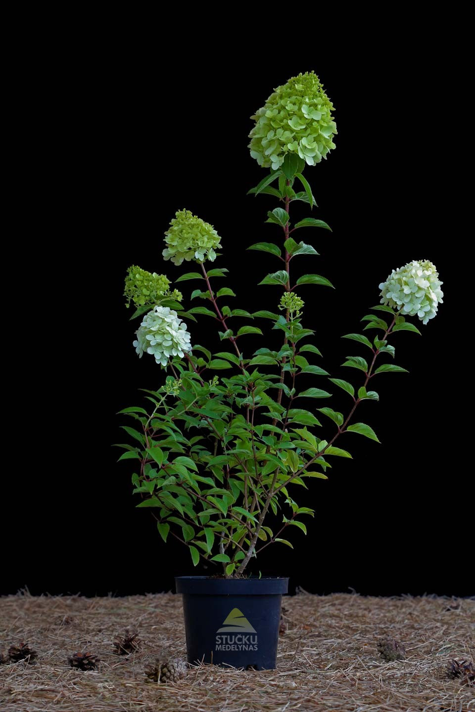 Hortenzija Šluotelinė 'Polar Bear' (Hydrangea paniculata)