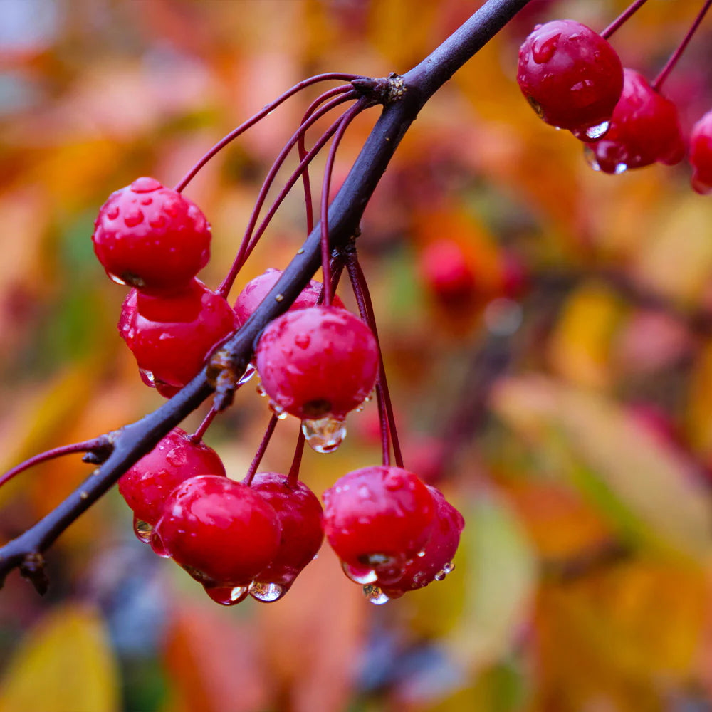 Obelis rojaus 'Profusion' (Malus x 'Profusion')