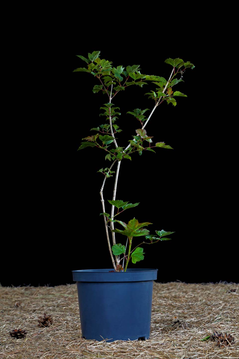 Putinas paprastasis 'Harvest Gold' (Viburnum opulus)