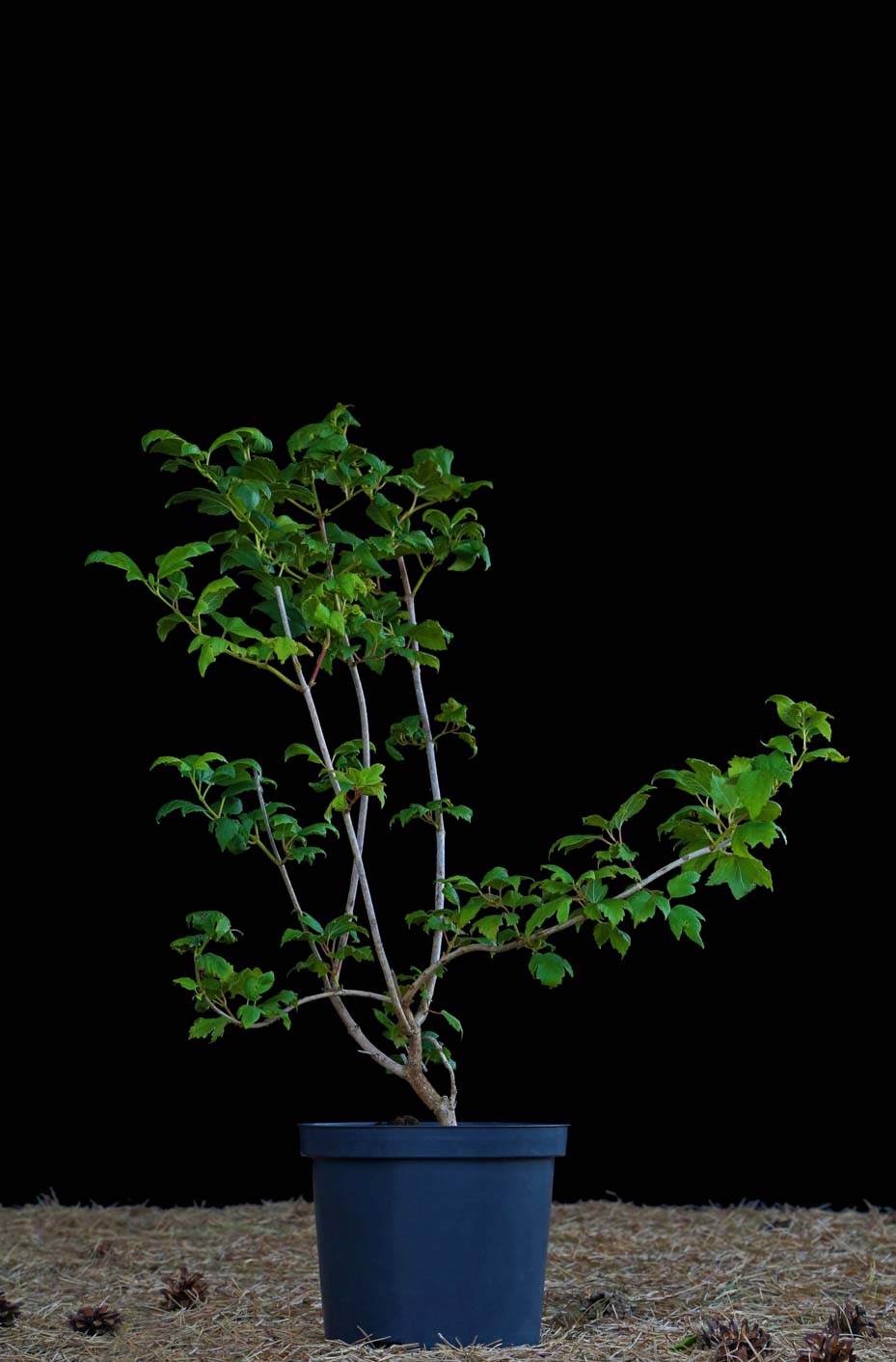 Putinas paprastasis 'Roseum' (Viburnum opulus)