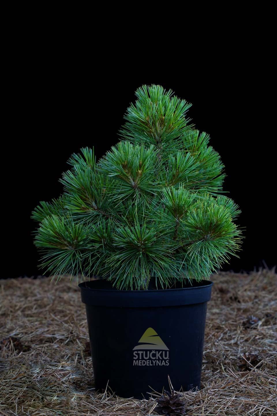 Pušis veimutinė 'Radiata' (Pinus strobus)