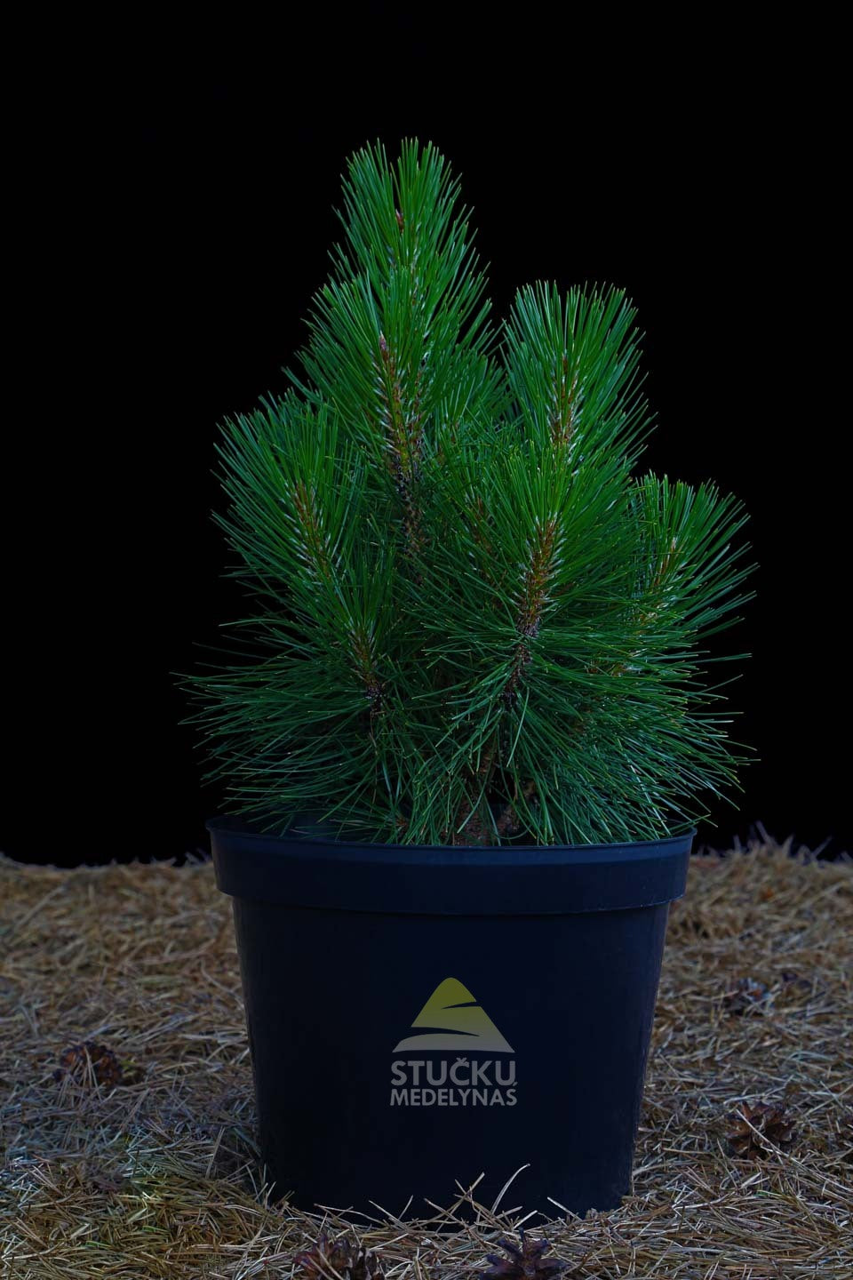 Pušis juodoji 'Rondello' (Pinus nigra)