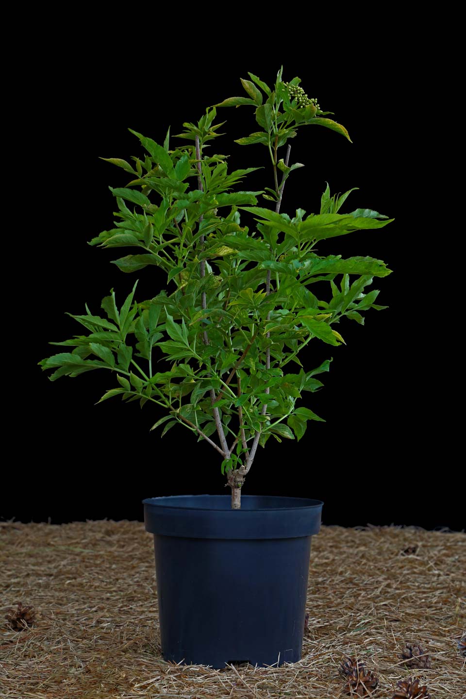 Šeivamedis juoduogis 'Aurea' (Sambucus nigra)