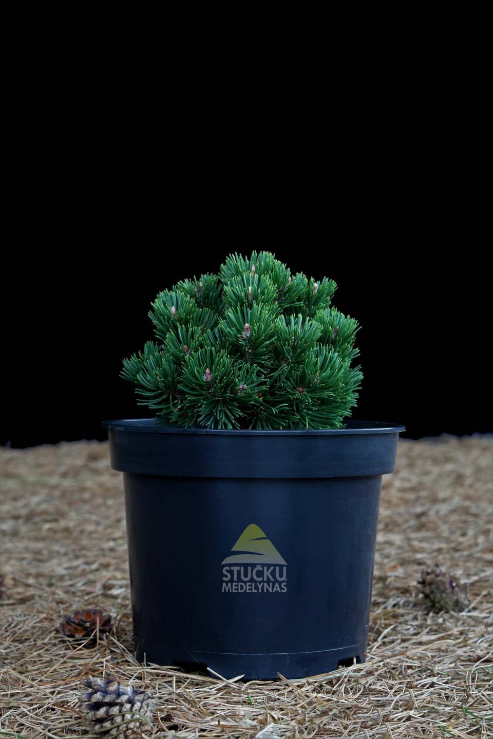 Pušis kalninė 'Sherwood Compact' (Pinus mugo)