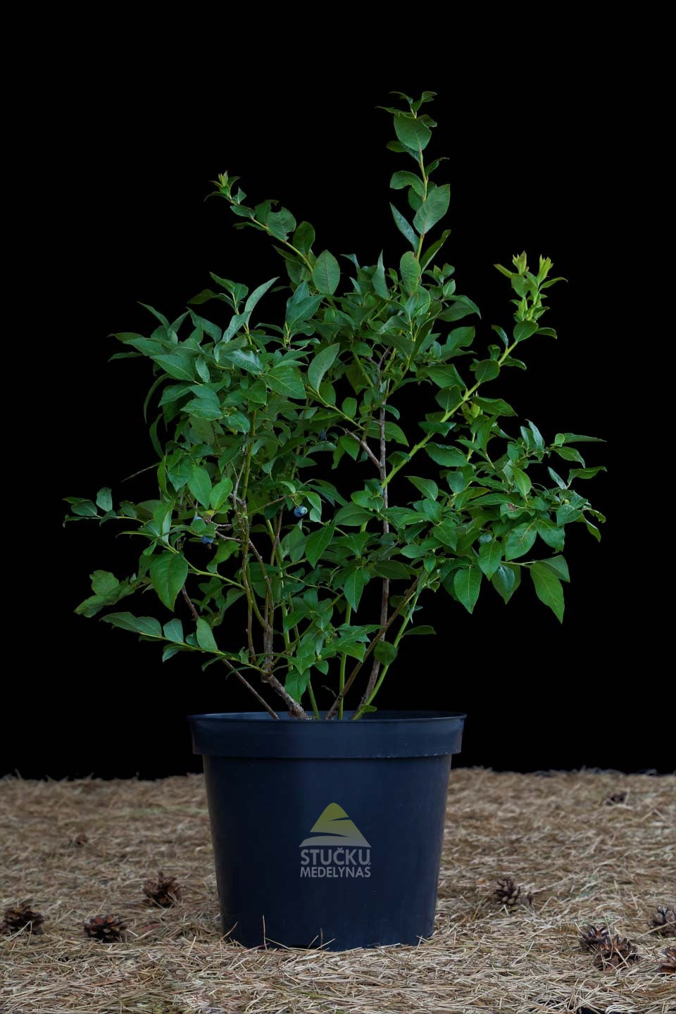 Šilauogė 'Bluecrop' (Vaccinium corymbosum)