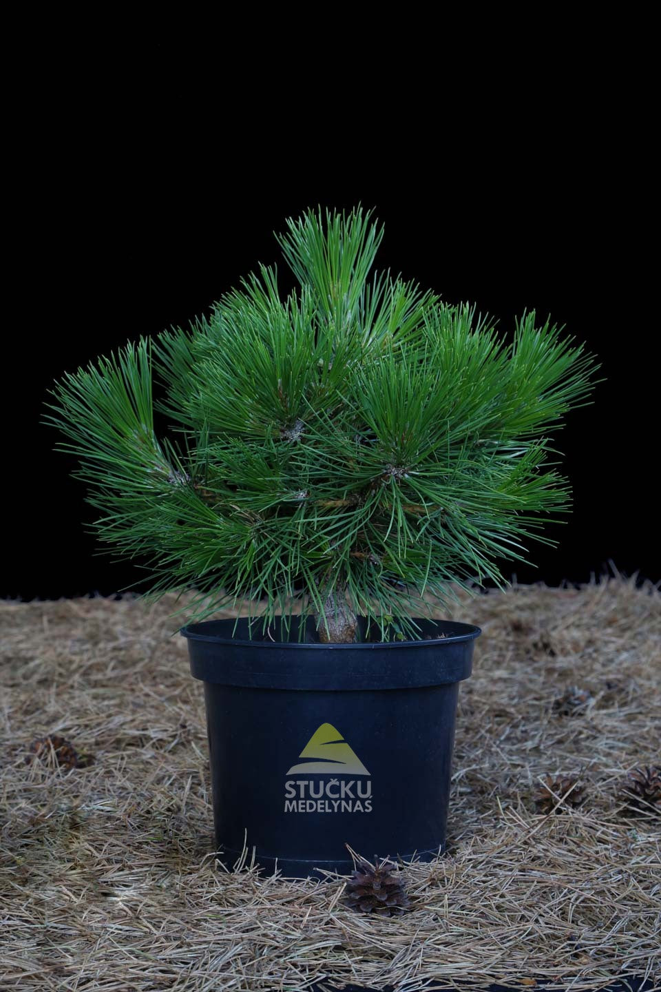 Pušis juodoji 'Spielberg' (Pinus nigra)