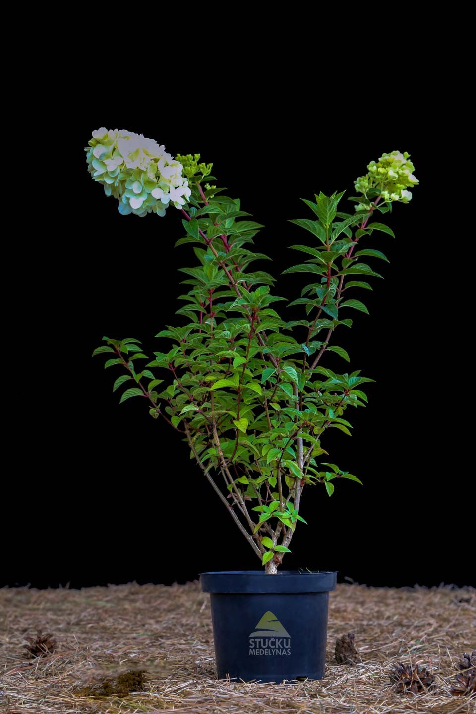 Hortenzija šluotelinė 'Sundae Fraise' (Hydrangea paniculata)