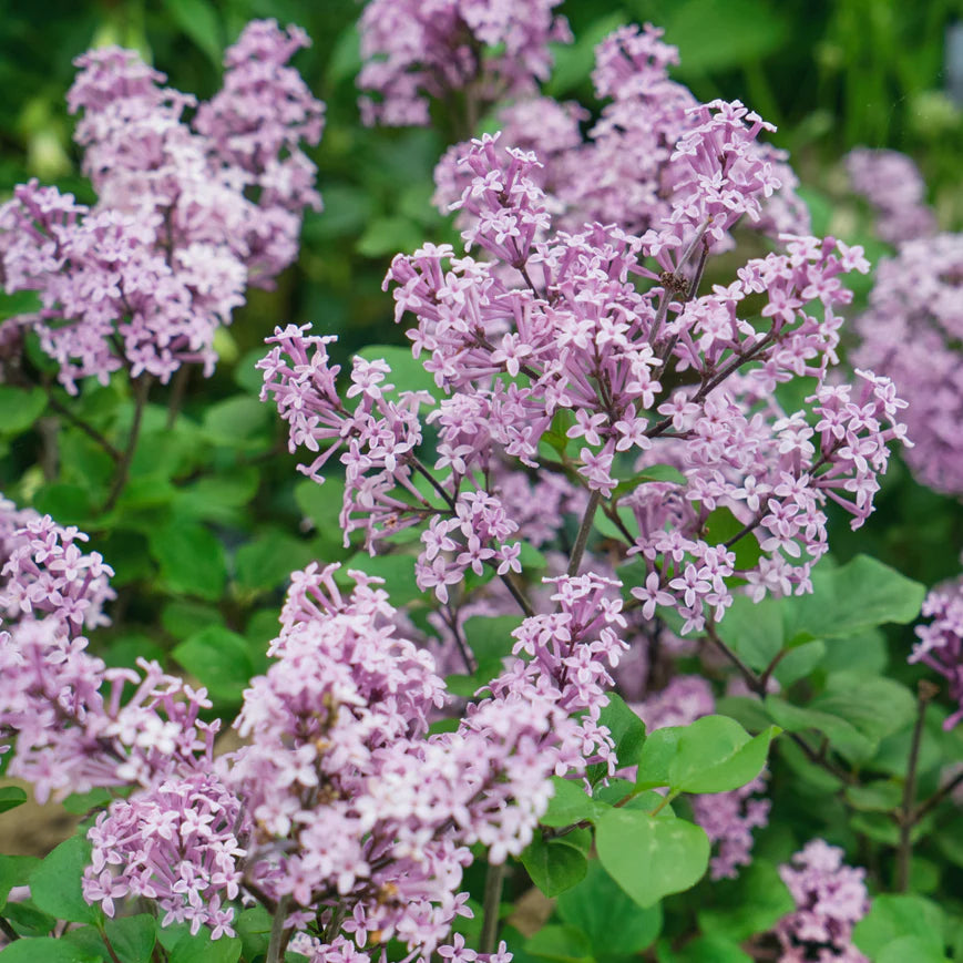 Alyva mejerio 'Palibin' (Syringa meyeri)