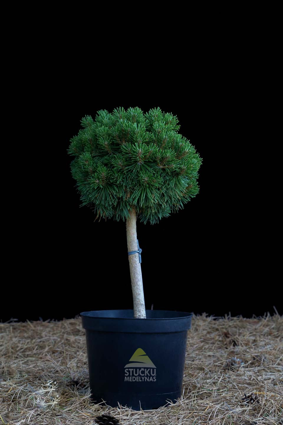 Pušis kablelinė 'Titus' (Pinus uncinata)