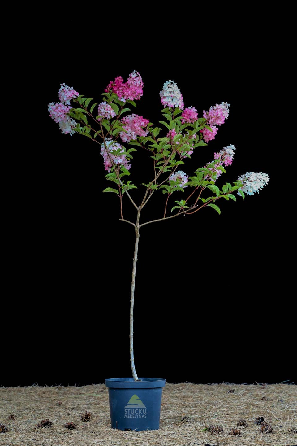 Hortenzija šluotelinė 'Vanille Fraise' (Hydrangea paniculata)