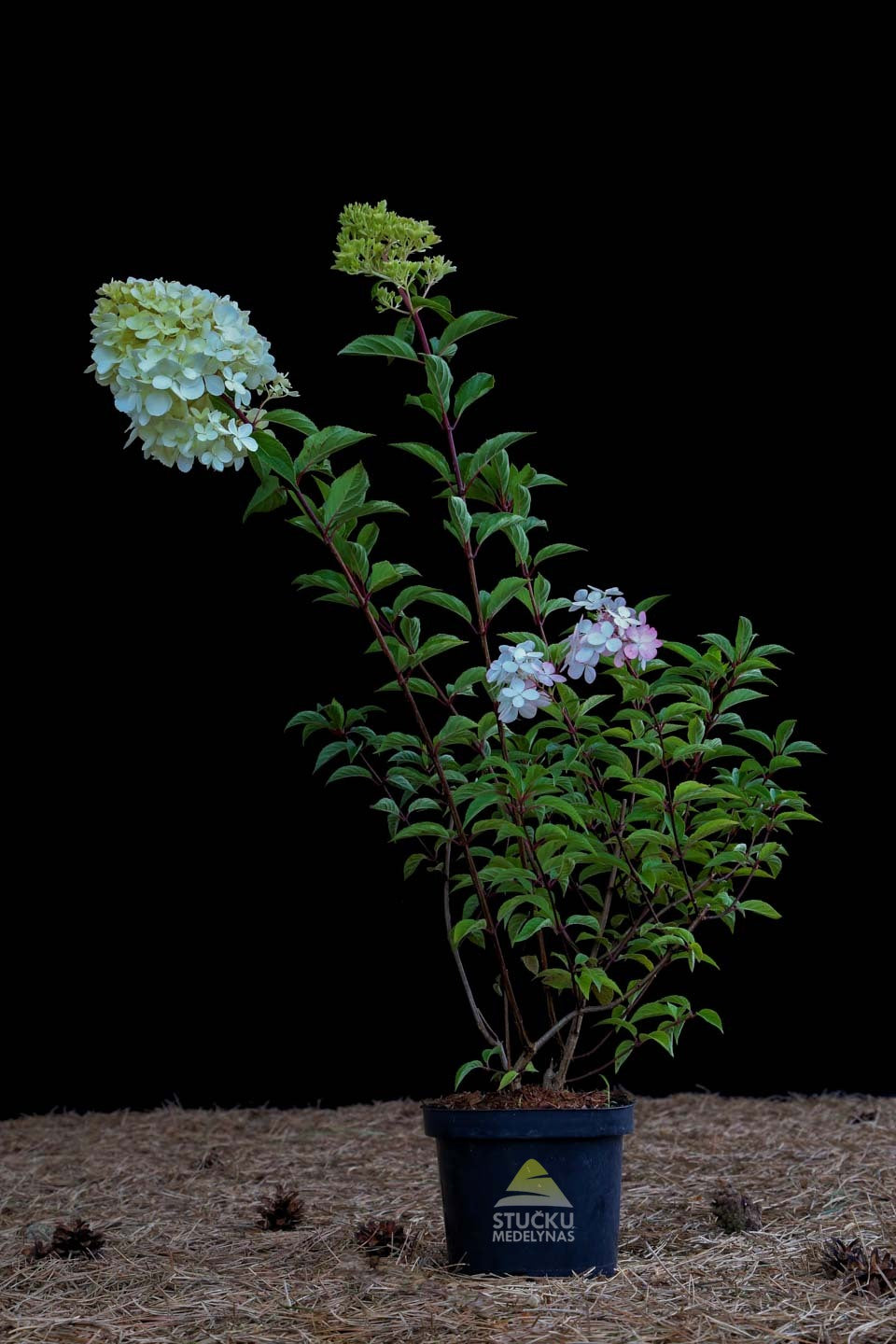 Hortenzija šluotelinė 'Vanille Fraise' (Hydrangea paniculata)
