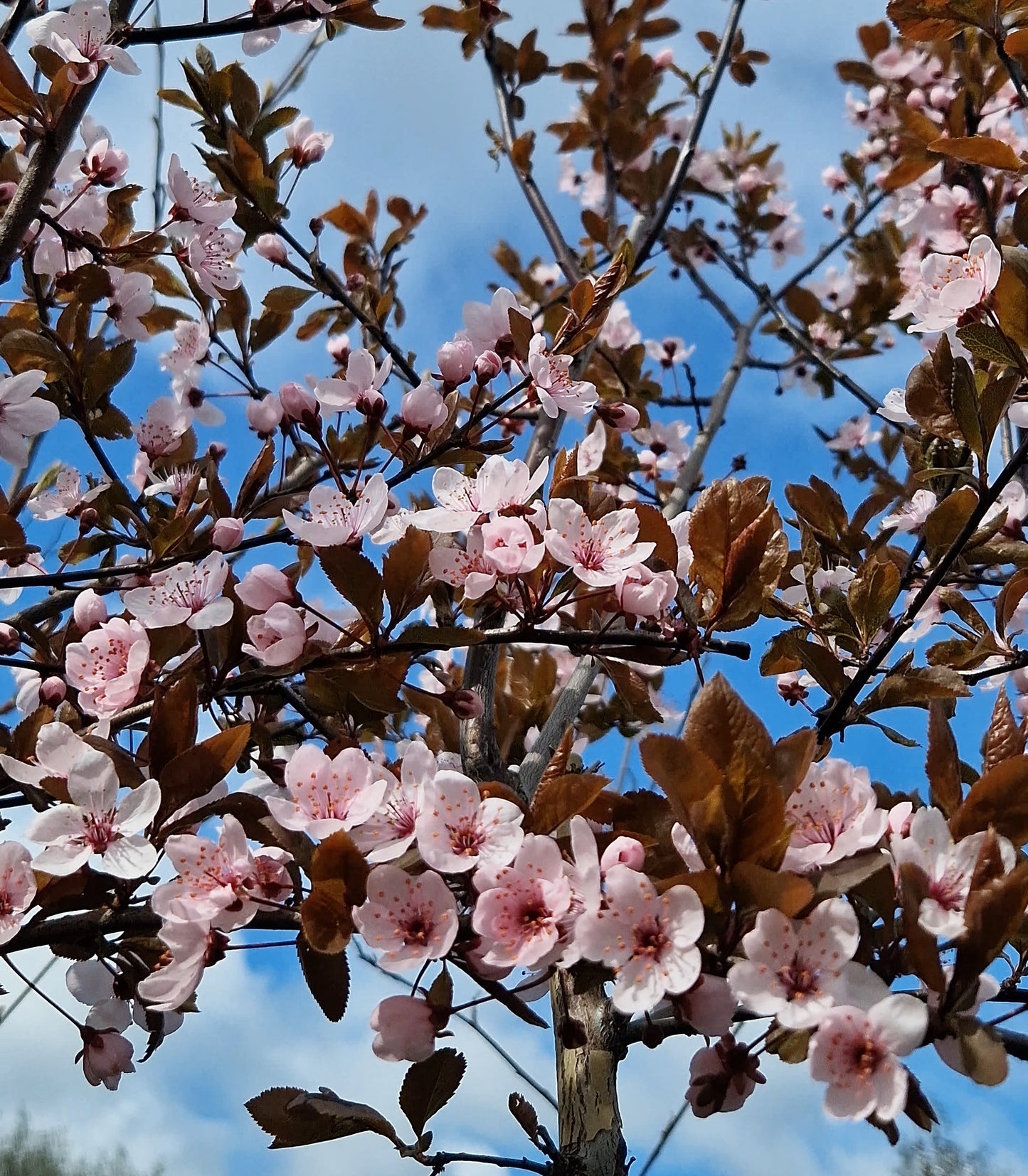 Slyva kaukazinė 'Woodii' (Prunus cerasifera)