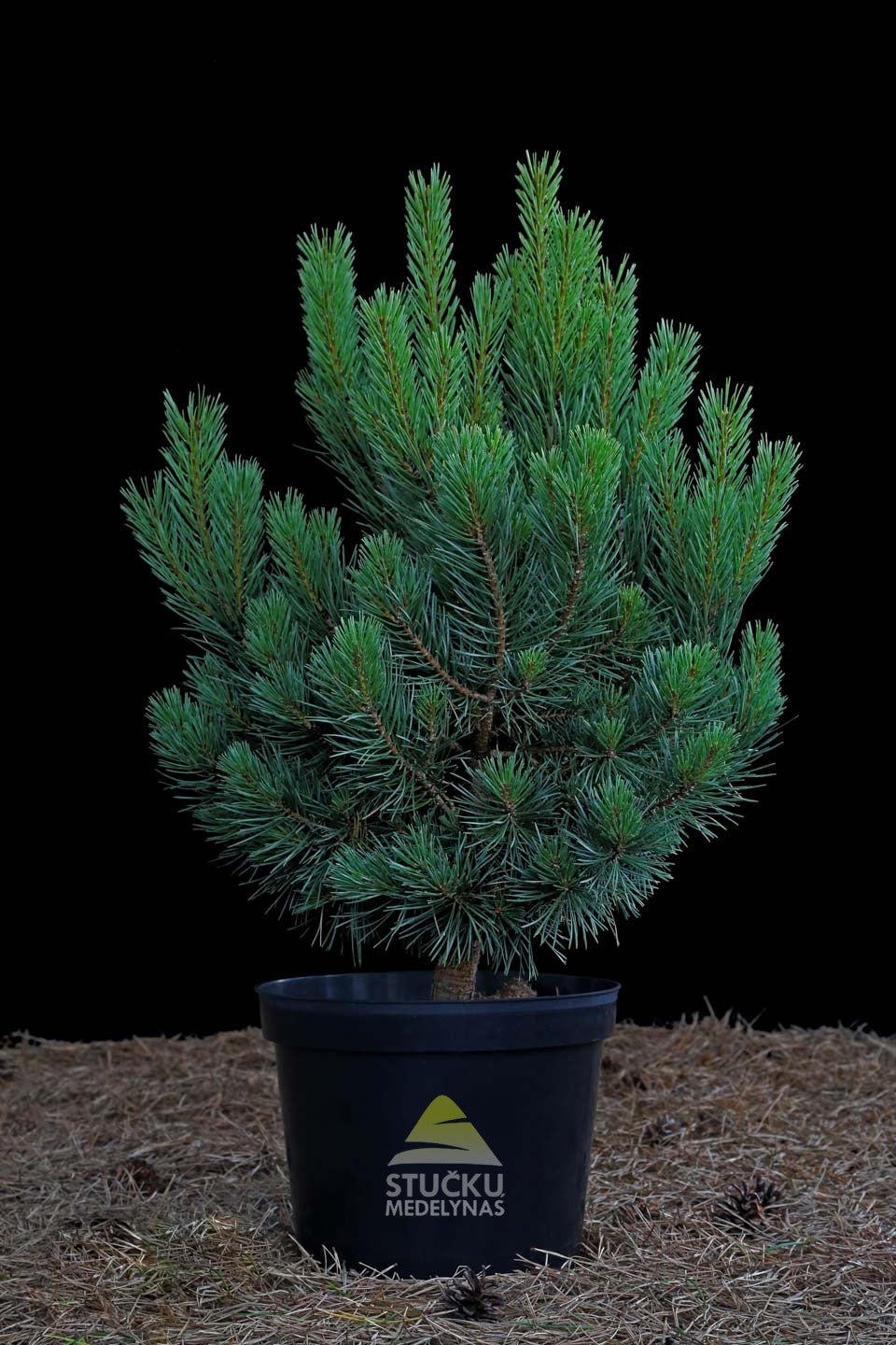 Pušis paprastoji 'Watereri' (Pinus sylvestris)