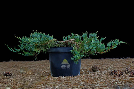 Kadagys gulsčiasis ‘Wiltonii’ (Juniperus horizontalis)