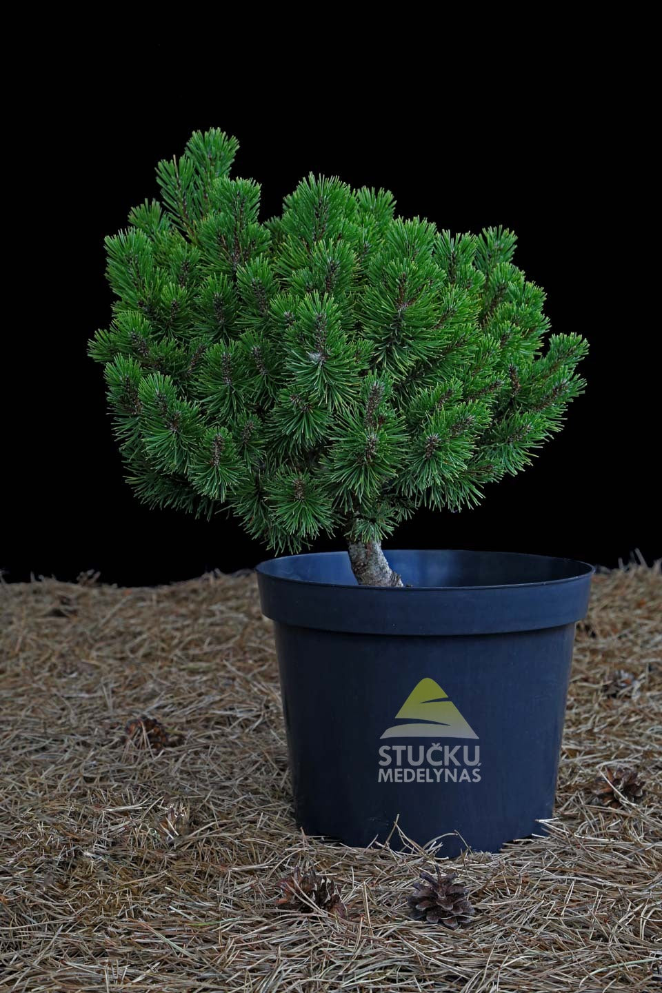 Pušis kalninė 'Wintergold' (Pinus mugo)