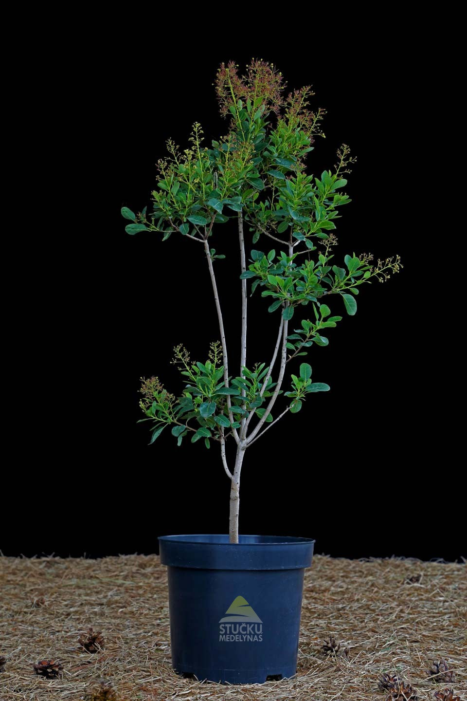 Pūkenis europinis 'Young Lady' (Cotinus coggygria)