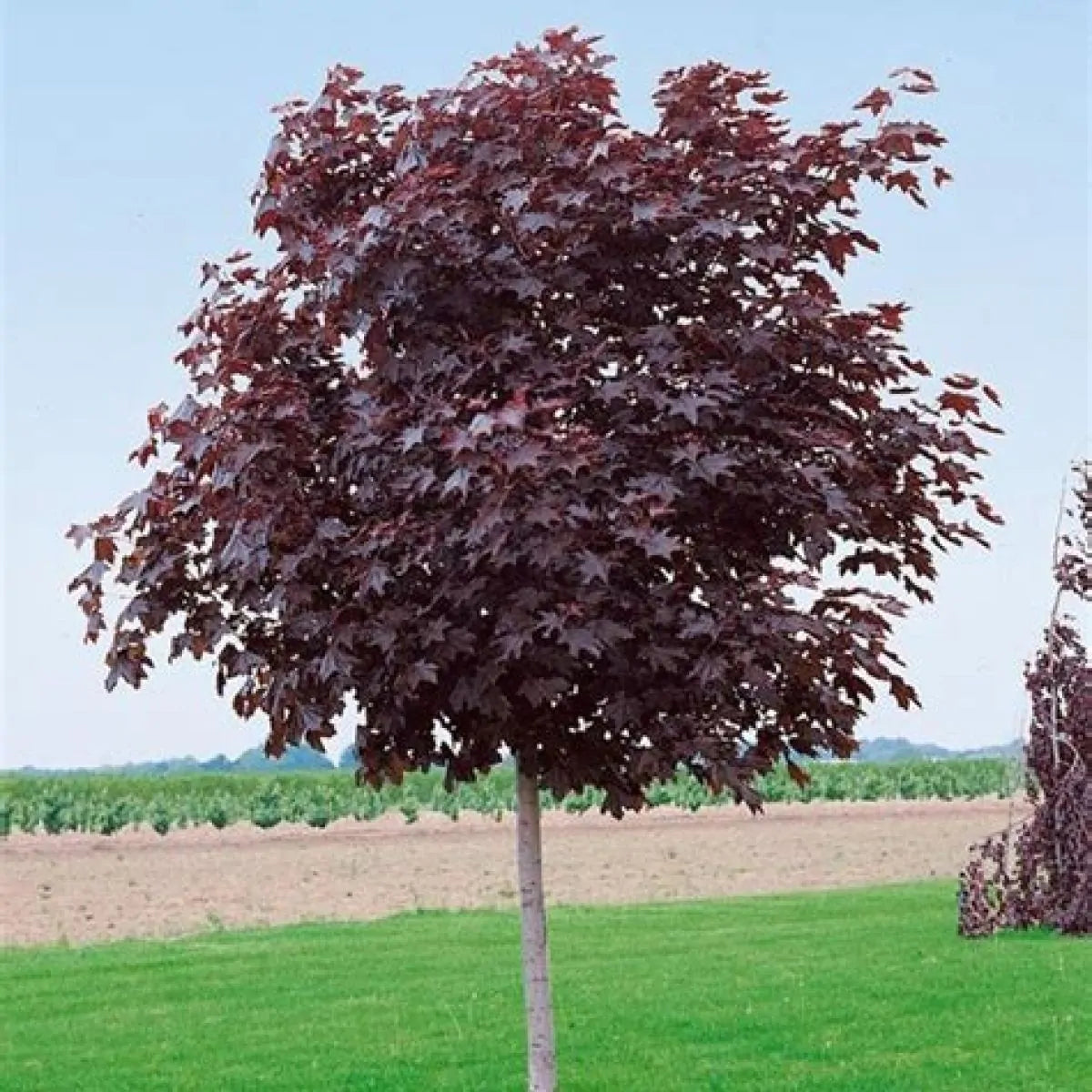 Klevas 'Crimson Sentry' (Acer platanoides)