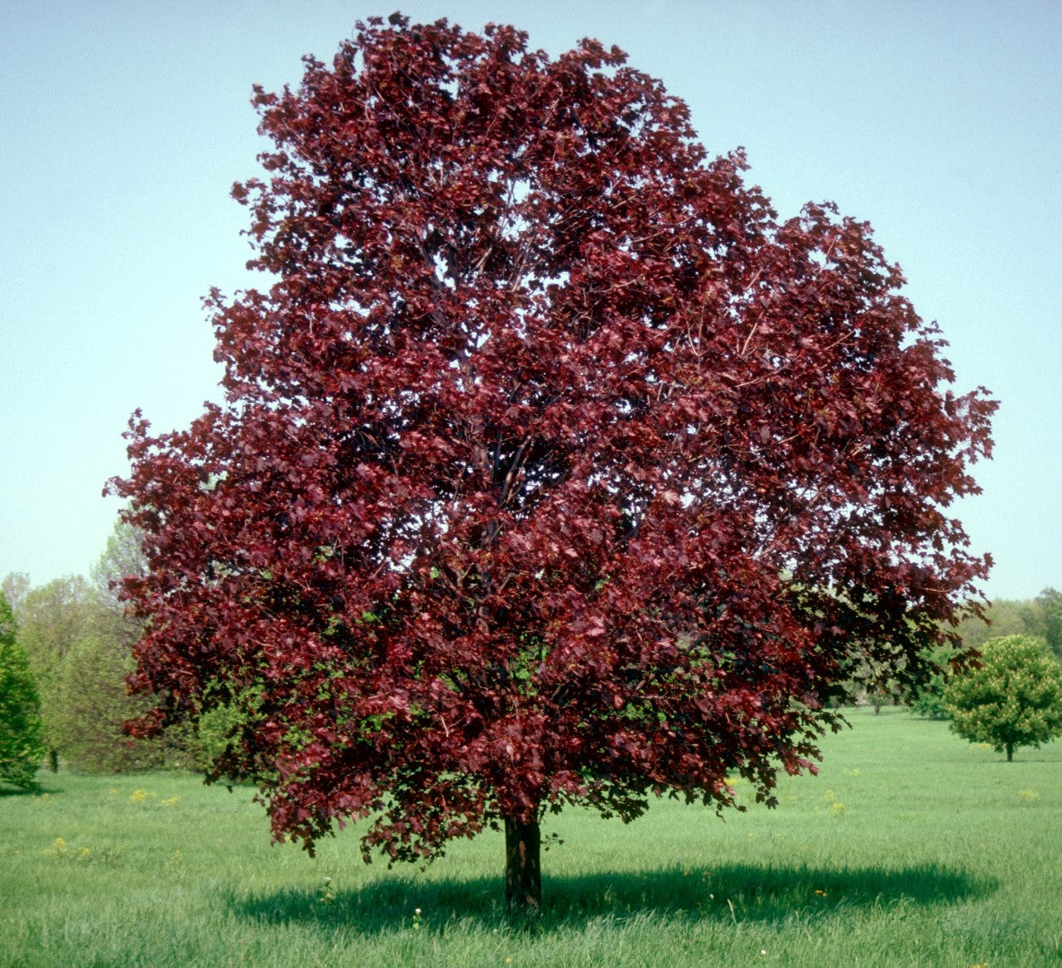 Paprastasis Klevas 'Royal Red' (Acer platanoides)