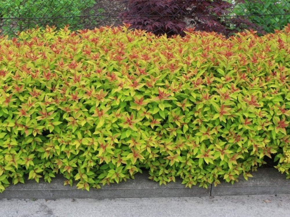 Lanksva japoninė 'Goldflame' (Spiraea japonica)