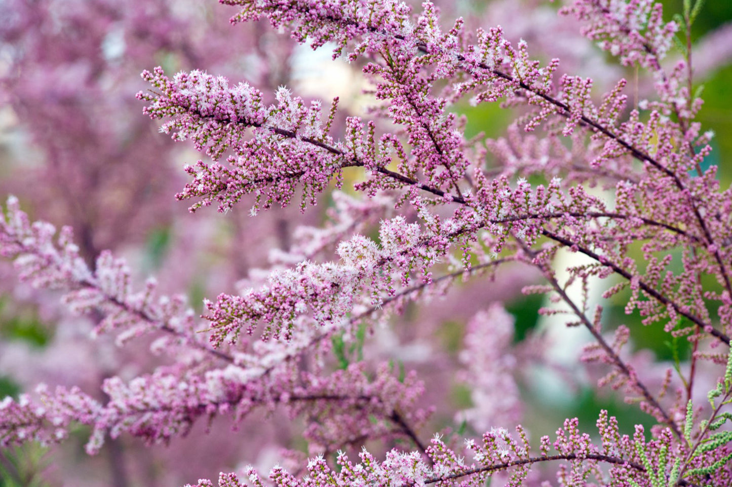 Eglūnas prancūzinis (Tamarix gallica)