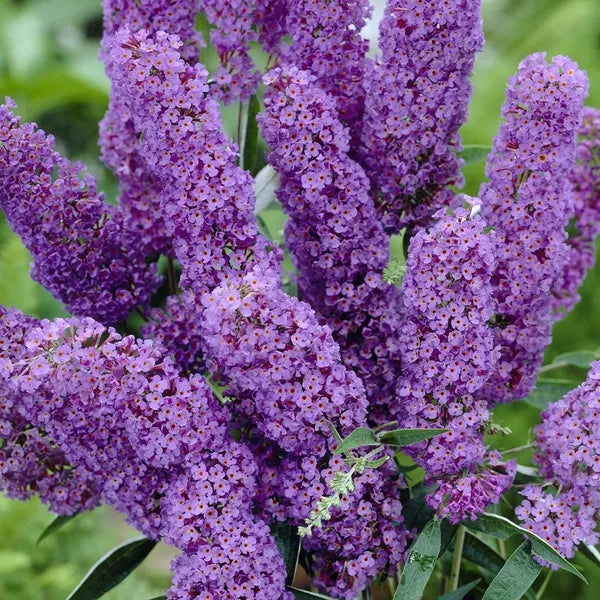 Budlėja davido 'Nanho Blue' (Buddleja davidii)