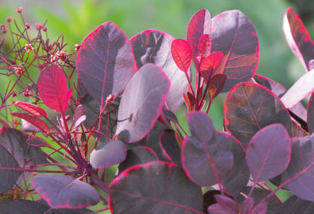 Pūkenis europinis 'Lilla' (Cotinus coggygria)