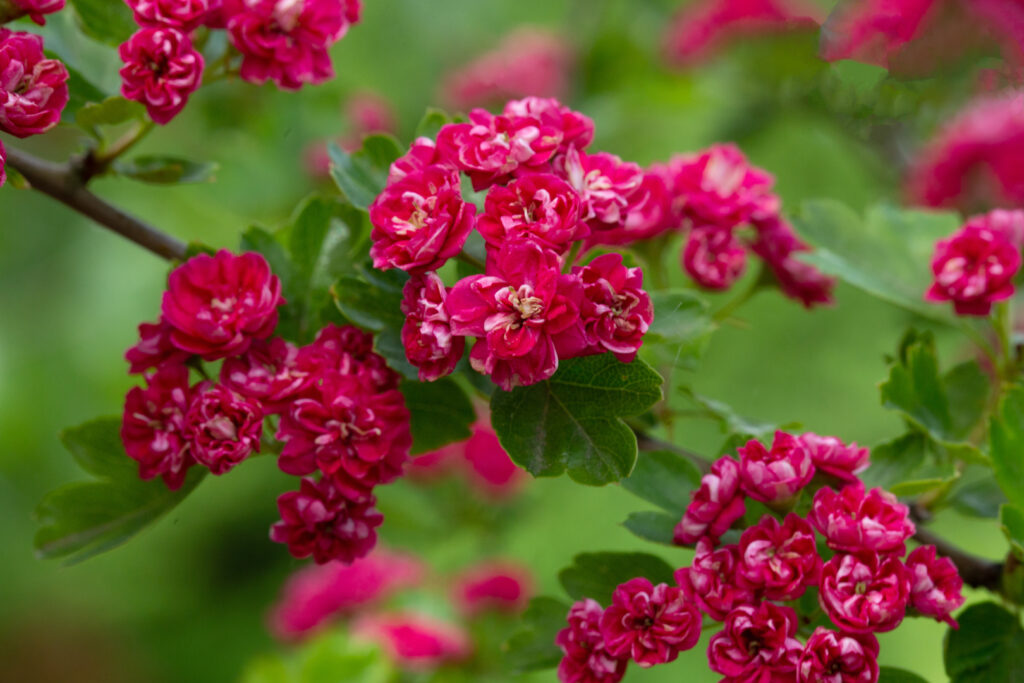 Gudobelė grauželinė 'Paul’s Scarlet' (Crataegus laevigata)