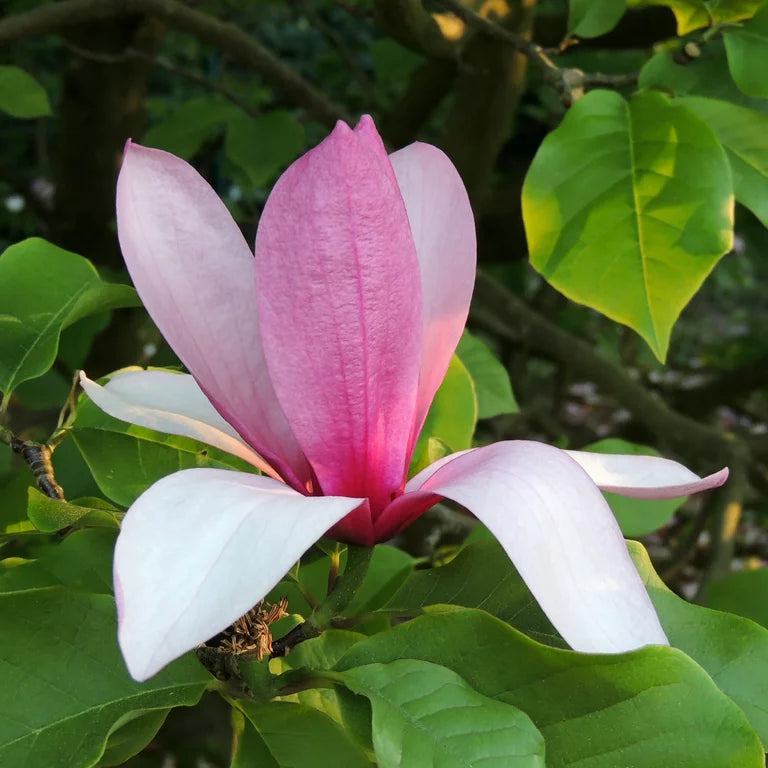 Magnolija 'Galaxy' (Magnolia x Galaxy)
