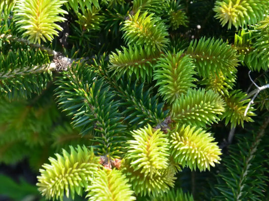 Kėnis kaukazinis 'Robusta' (Abies nordmanniana)