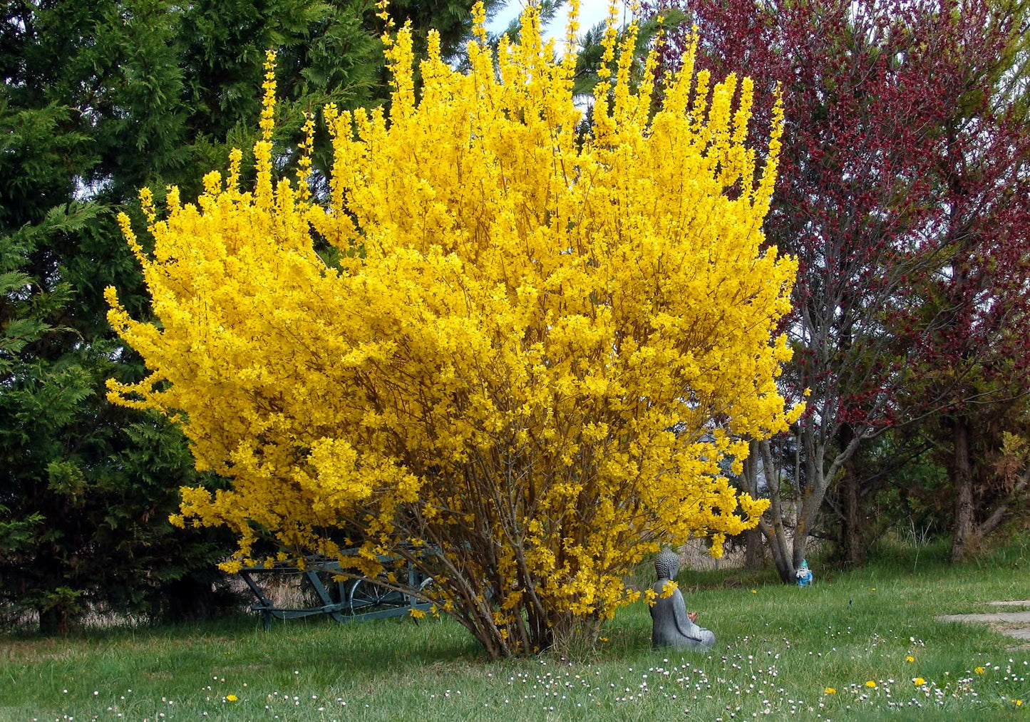 Forsitija tarpinė 'Maluch' (Forsitija intermedia)