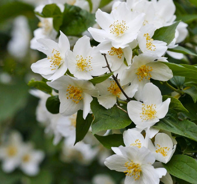 Jazminas Darželinis 'Girandole' (Philadelphus coronarius)