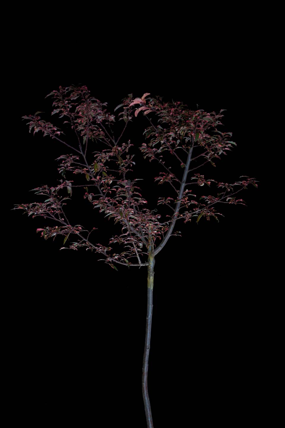Slyva kaukazinė 'Hessei' (Prunus cerasifera)