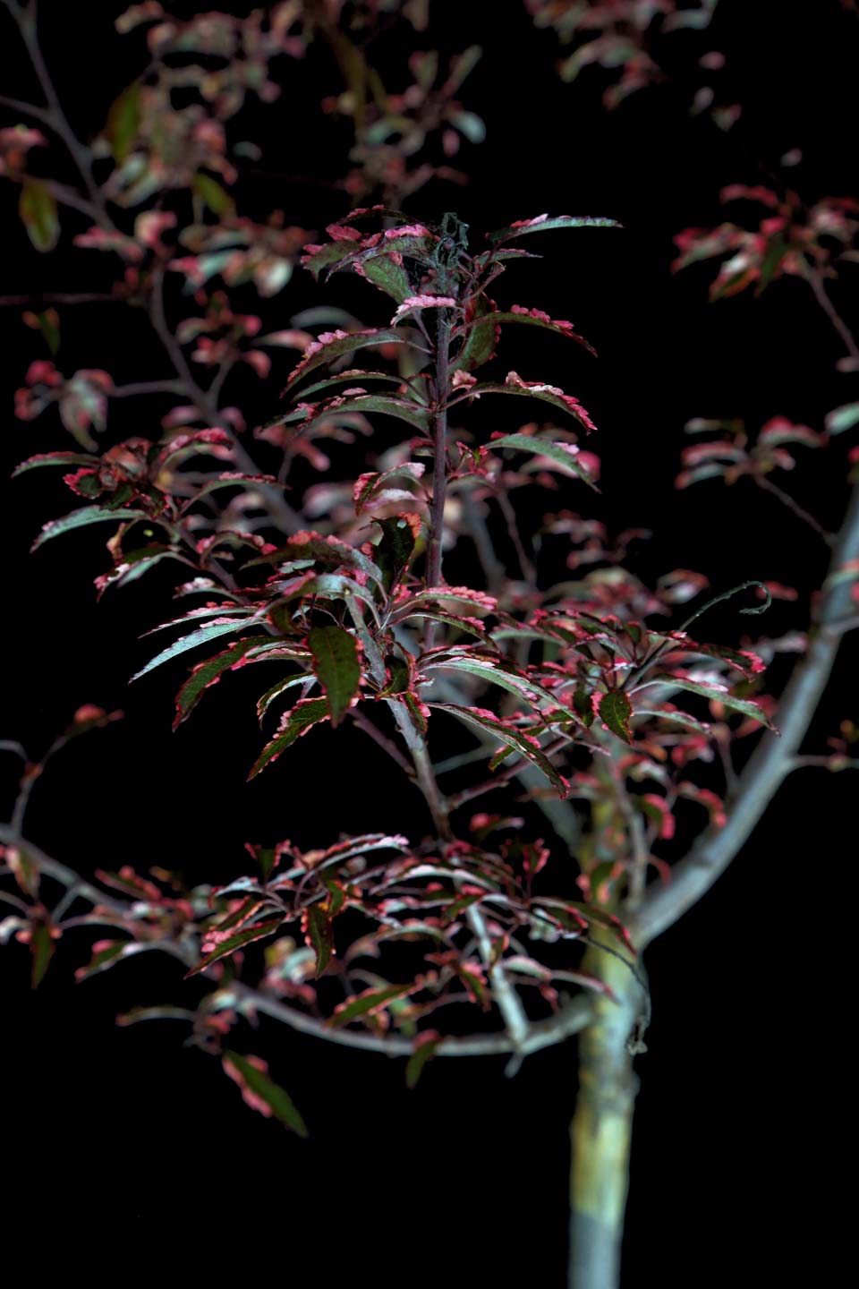 Slyva kaukazinė 'Hessei' (Prunus cerasifera)