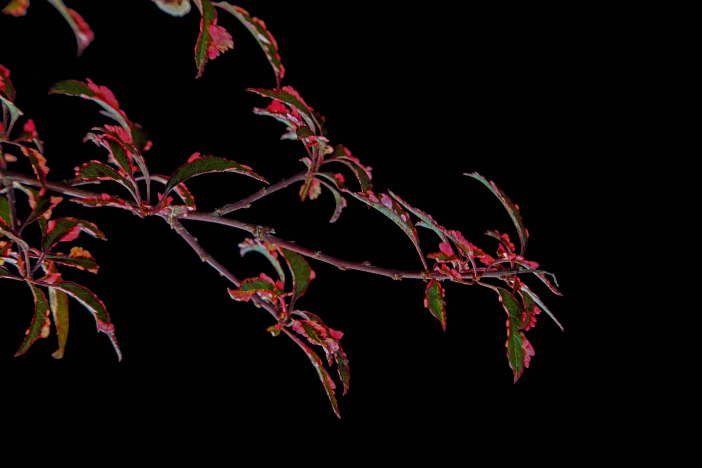 Slyva kaukazinė 'Hessei' (Prunus cerasifera)