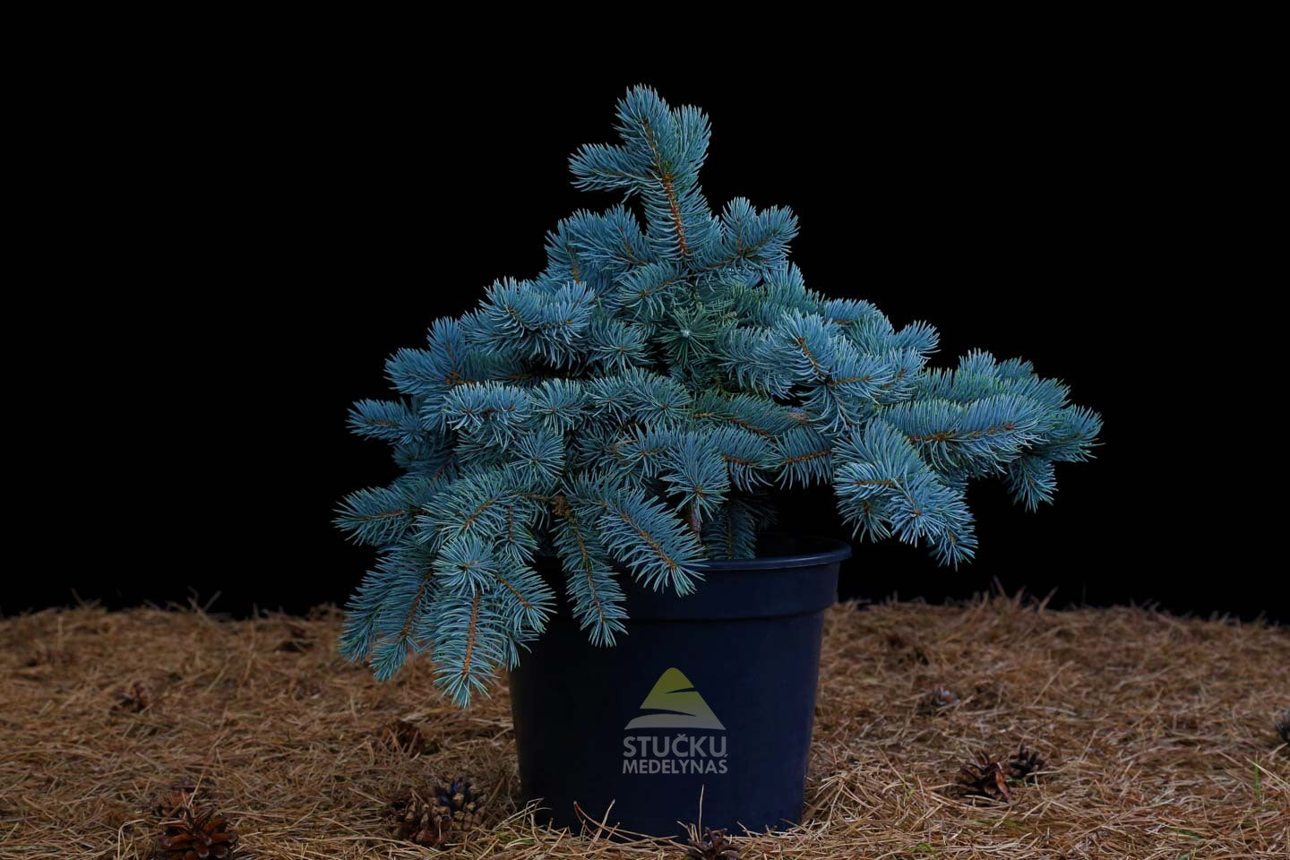 Eglė dygioji 'Hoopsii' (Picea pungens)