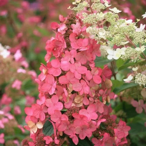 Hortenzija šluotelinė 'Pink Diamond' (Hydrangea paniculata)