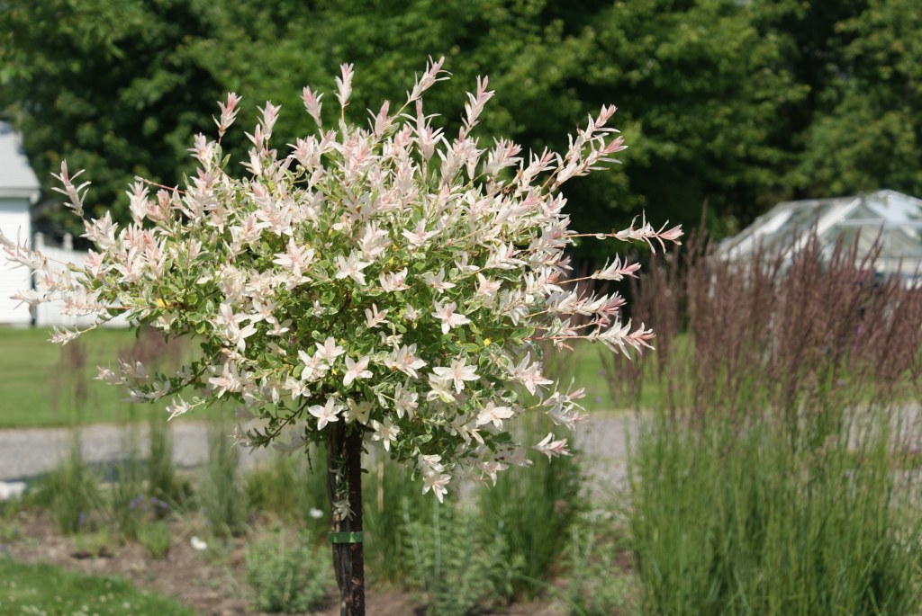 Sveikalapis gluosnis 'Hakuro Nishiki' (Salix integra)