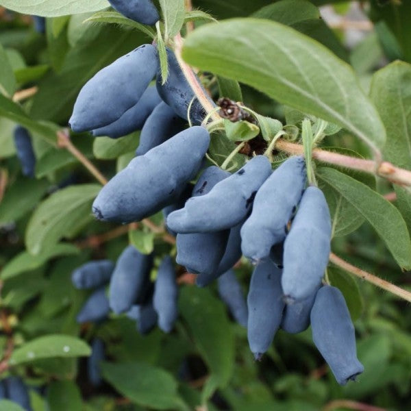 Sausmedis kamčiatkinis 'Aurora' (Lonicera kamtschatica)