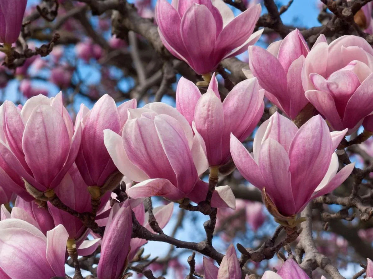 Magnolija 'Royal Crown' (Magnolia x Royal Crown)