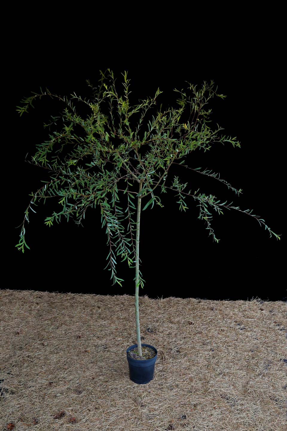 Karklas purpurinis 'Pendula' (Salix purpurea)
