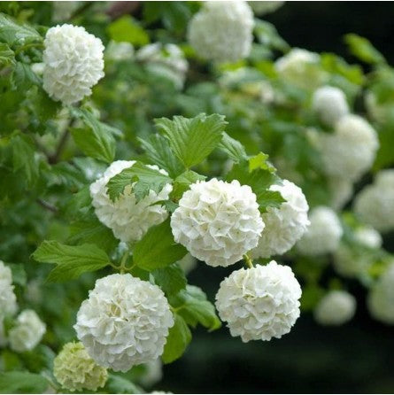 Putinas paprastasis 'Roseum' (Viburnum opulus)