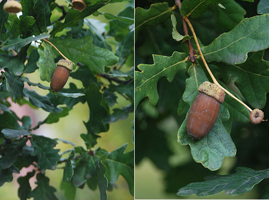 Ąžuolas paprastasis 'Fastigiata' (Quercus robur)